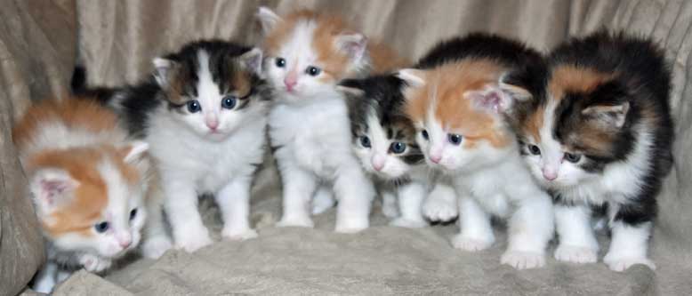 sibirisk kattungar Tt-kull