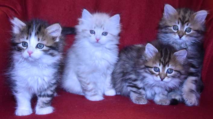 sibirisk kattungar Ss-kull