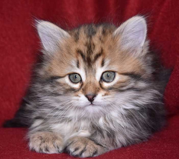 Sibirisk kattunge Sicilia