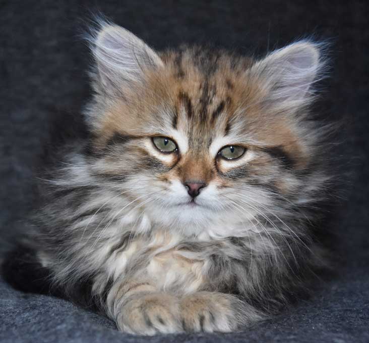 sibirisk kattunge Sicilia