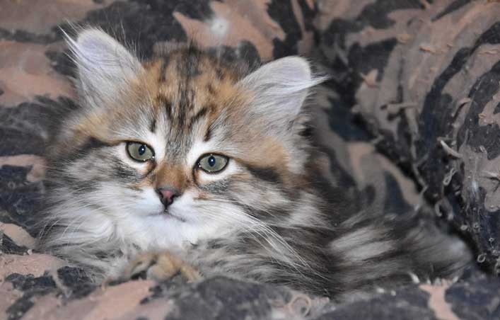 sibirisk kattunge Sicilia