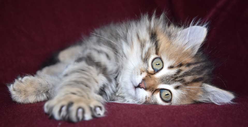 sibirisk kattunge Styx