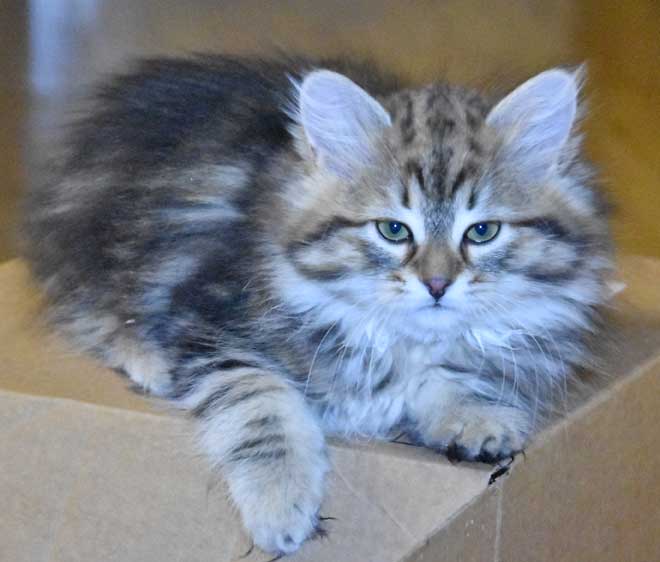 sibirisk kattunge Sicilia