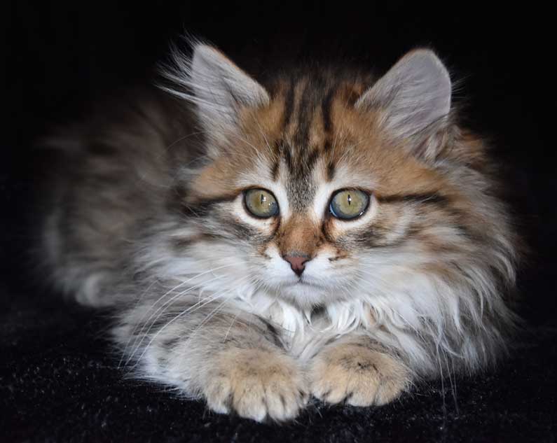 sibirisk kattunge Styx