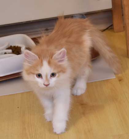 sibirisk katt Tethys