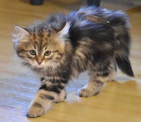 sibirisk katt Sicilia