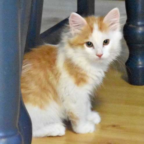 sibirisk katt Thebe