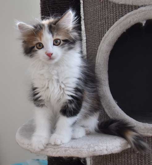 sibirisk katt Thalassa