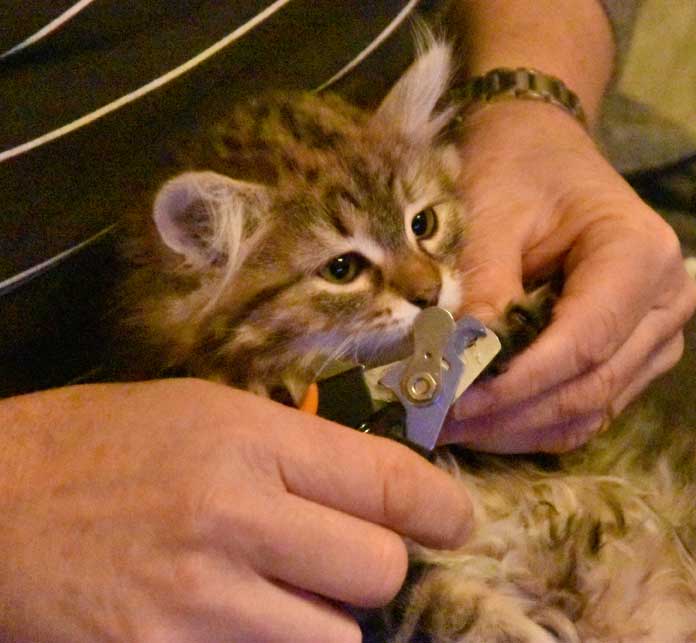 sibirisk kattunge Sicilia