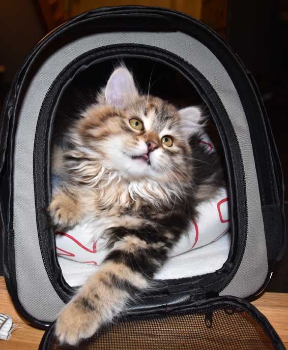 Sibirisk kattunge Sicilia