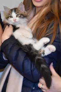 Sibirisk katt Titan