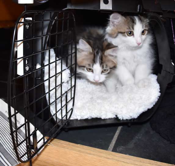 sibiriska kattungar TitanTitania