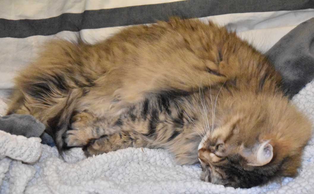 sibirisk katt Gabbie