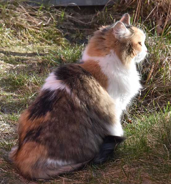 sibirisk katt Colbie