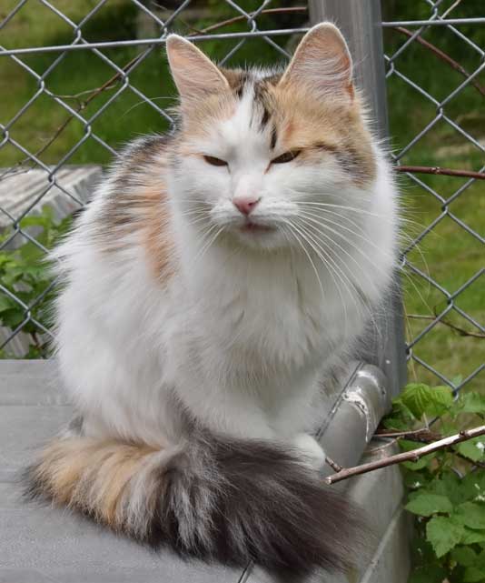 Sibiriskkatt Tracie