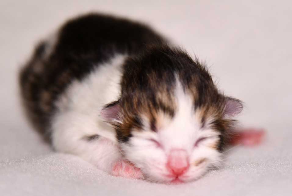 sibirisk kattunge Viv
