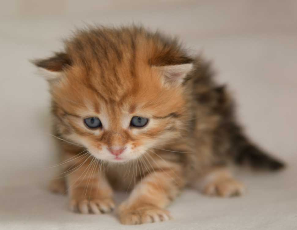 sibirisk kattunge Ul