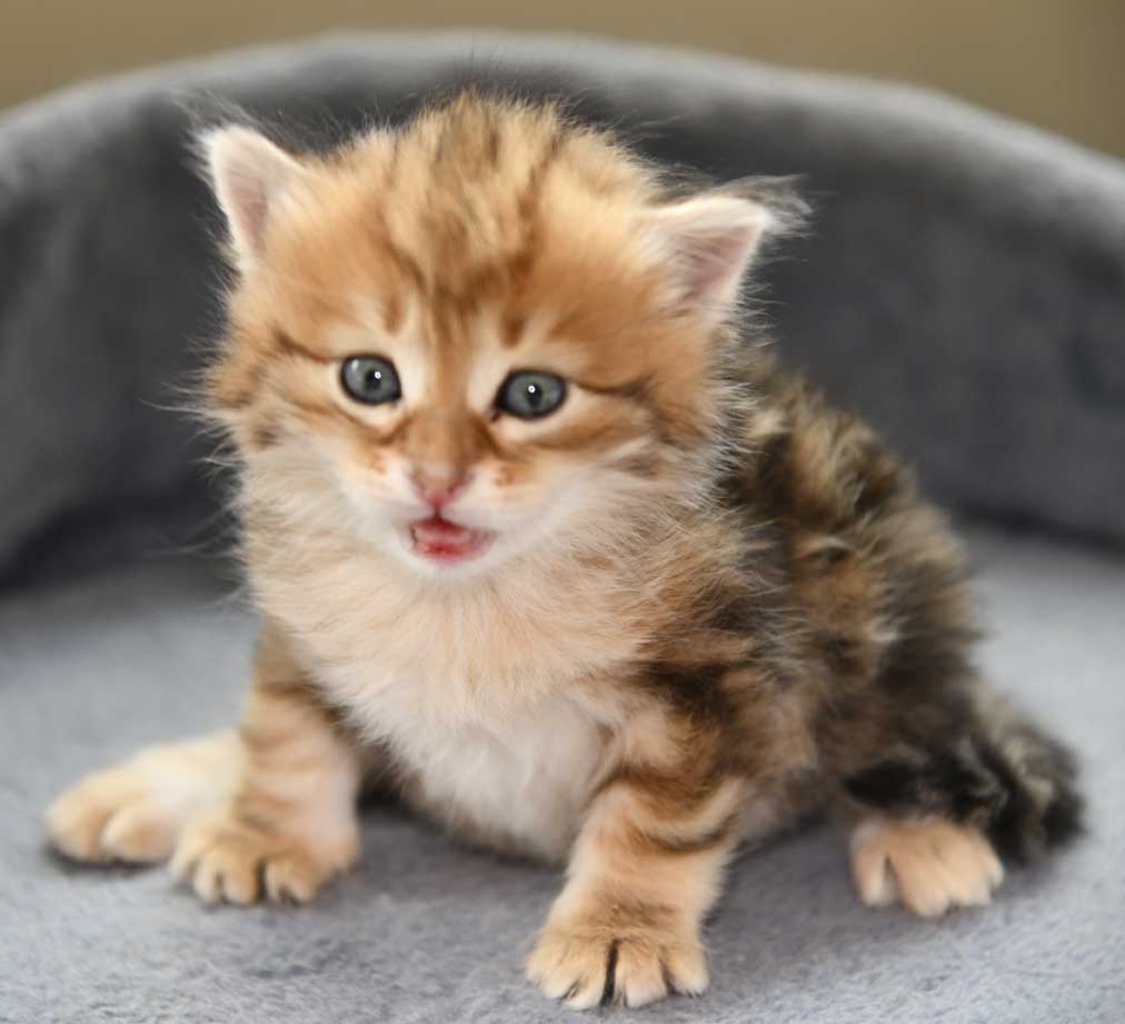 sibirisk kattunge Ul