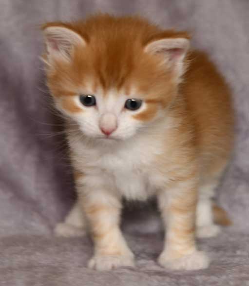 sibirisk kattunge Ukko