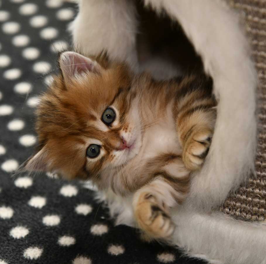 sibirisk kattunge Ul