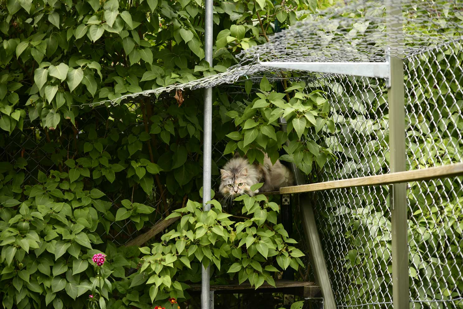 Zinnie i kattgården
