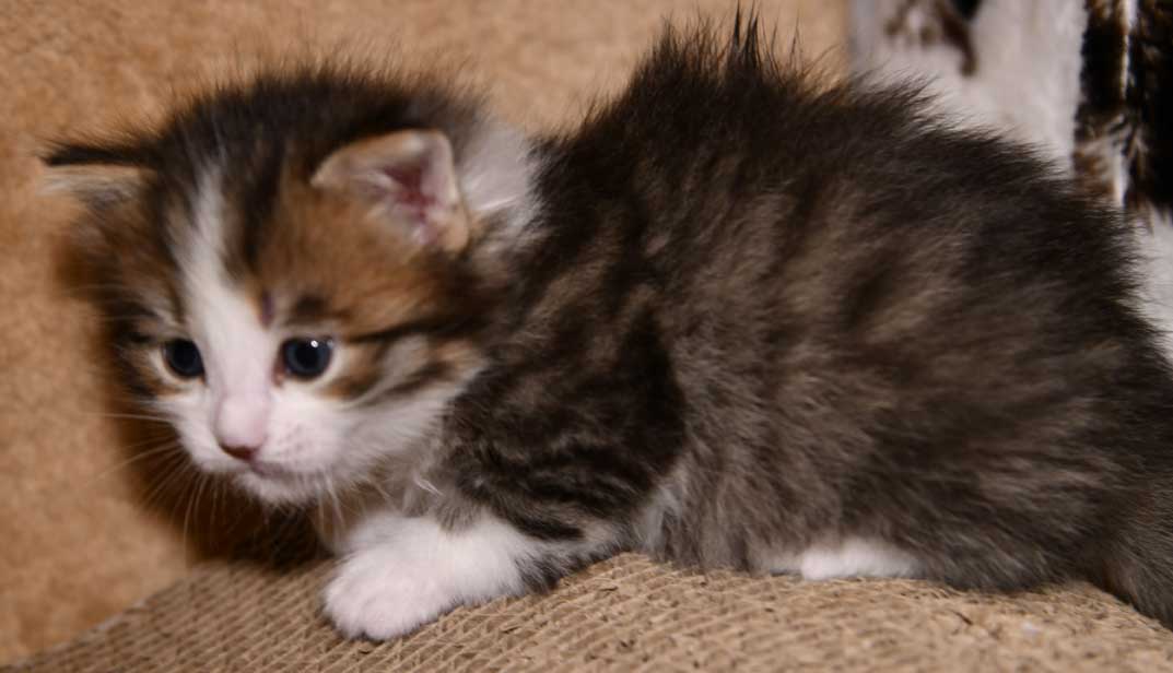 sibirisk kattunge Valina
