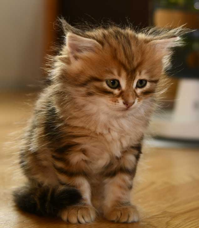 sibirisk kattunge Ul