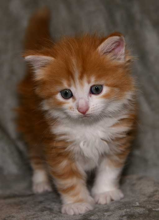 sibirisk kattunge Vivaldi