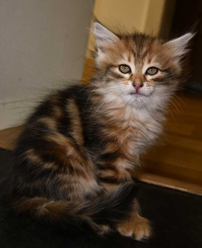 sibirisk kattunge Ul