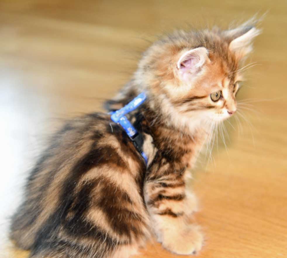 sibirisk kattunge Ul