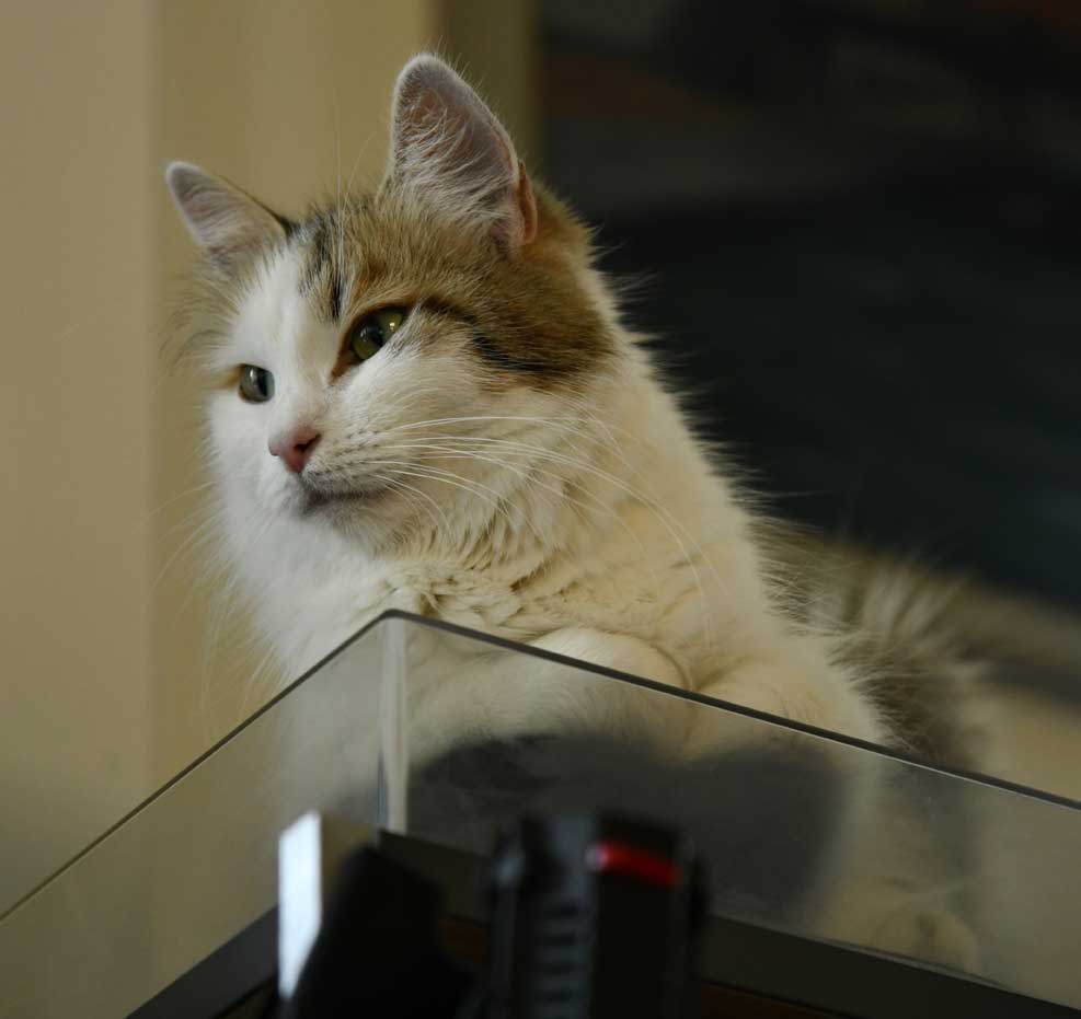 Sibirisk katt Tracie