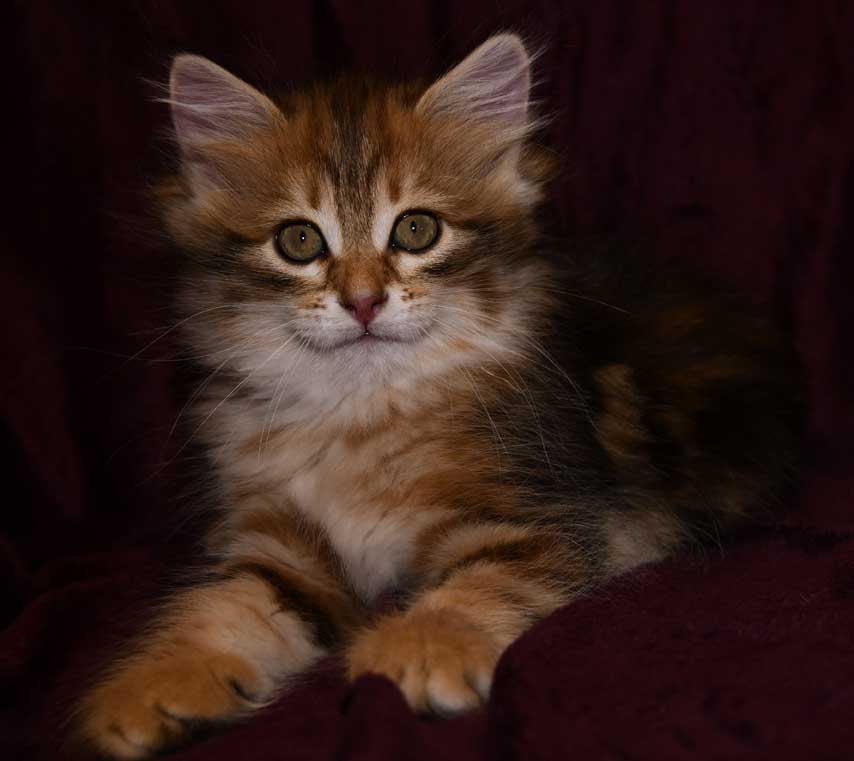 sibirisk kattunge Ul