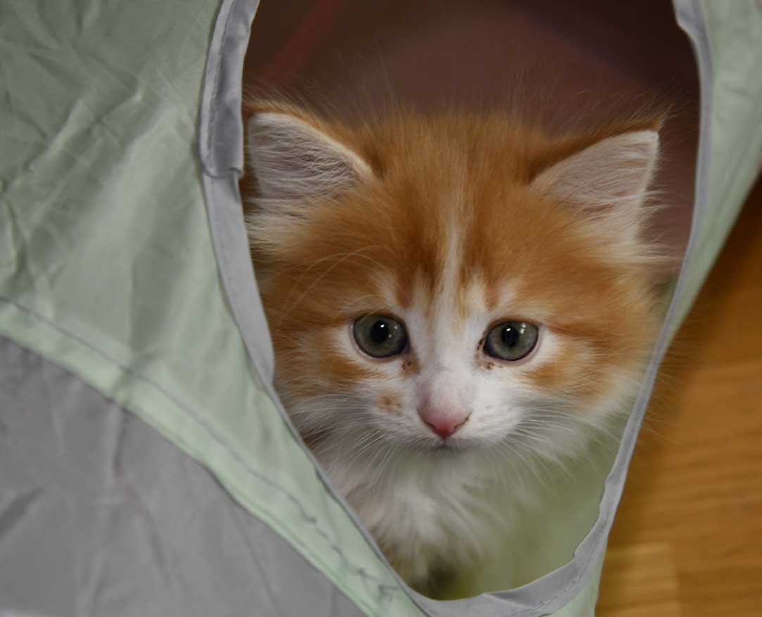 sibirisk kattunge Vivaldi