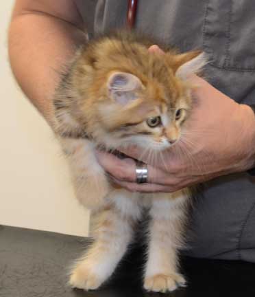 sibirisk kattunge Ul