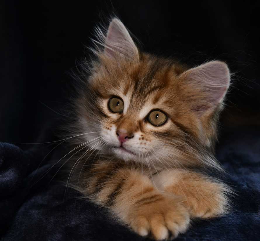 sibirisk kattunge Ul