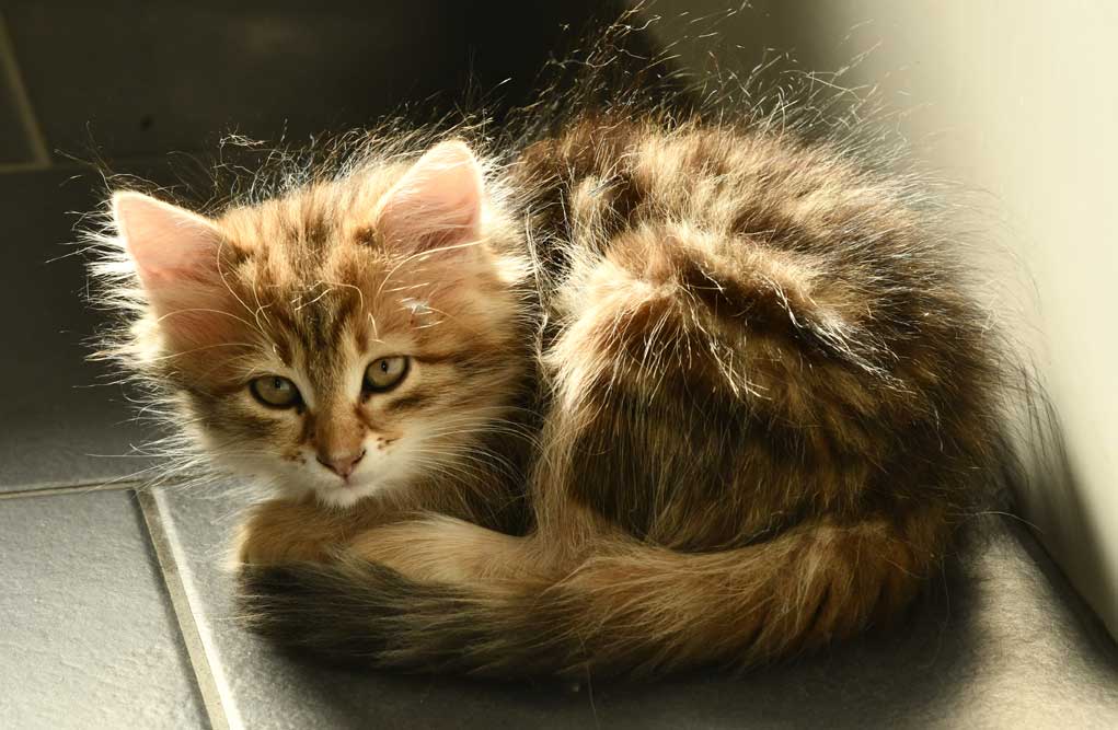 sibirisk kattunge Ul