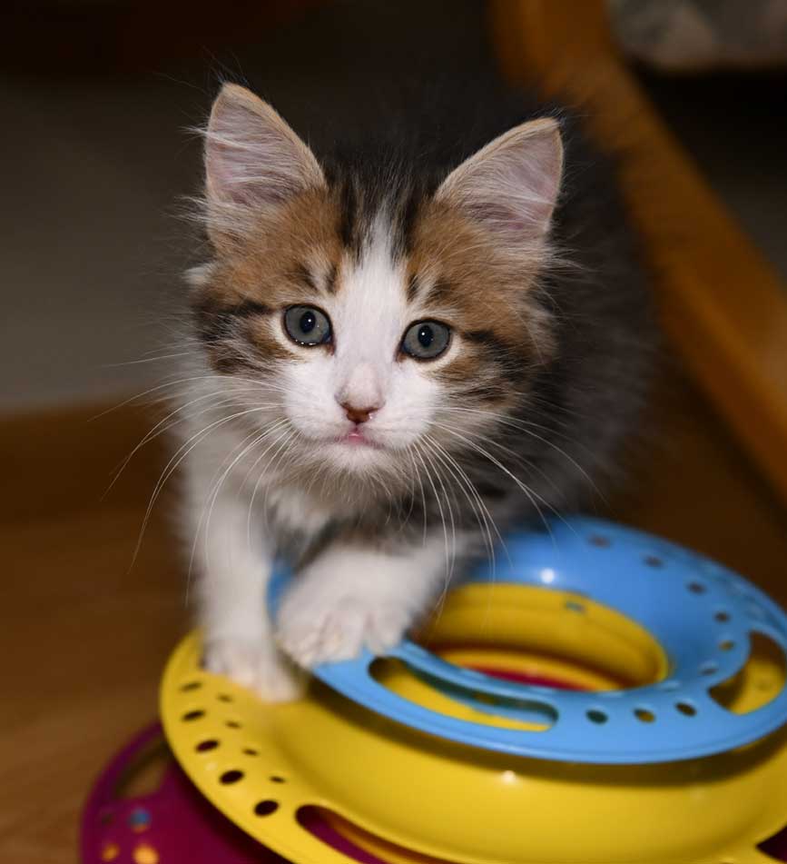 sibirisk kattunge Valina