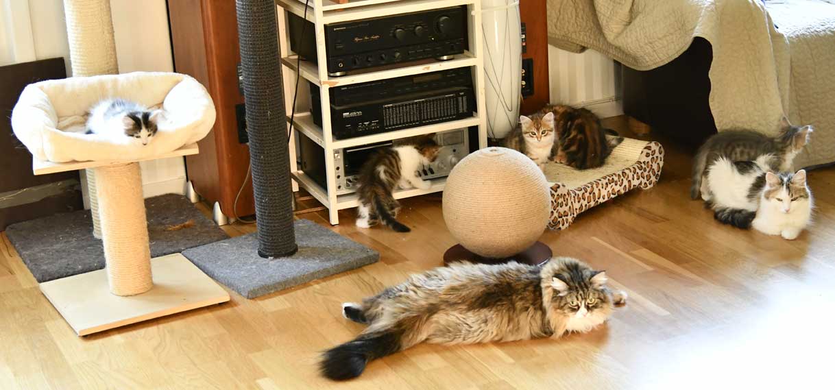 sibirisk kattungar