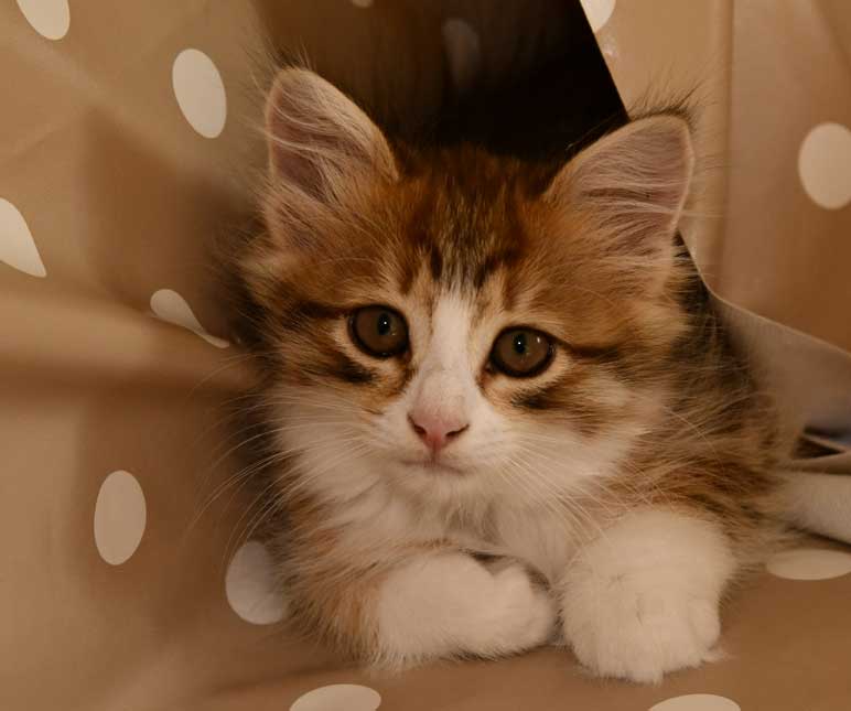 sibirisk kattunge Ueta