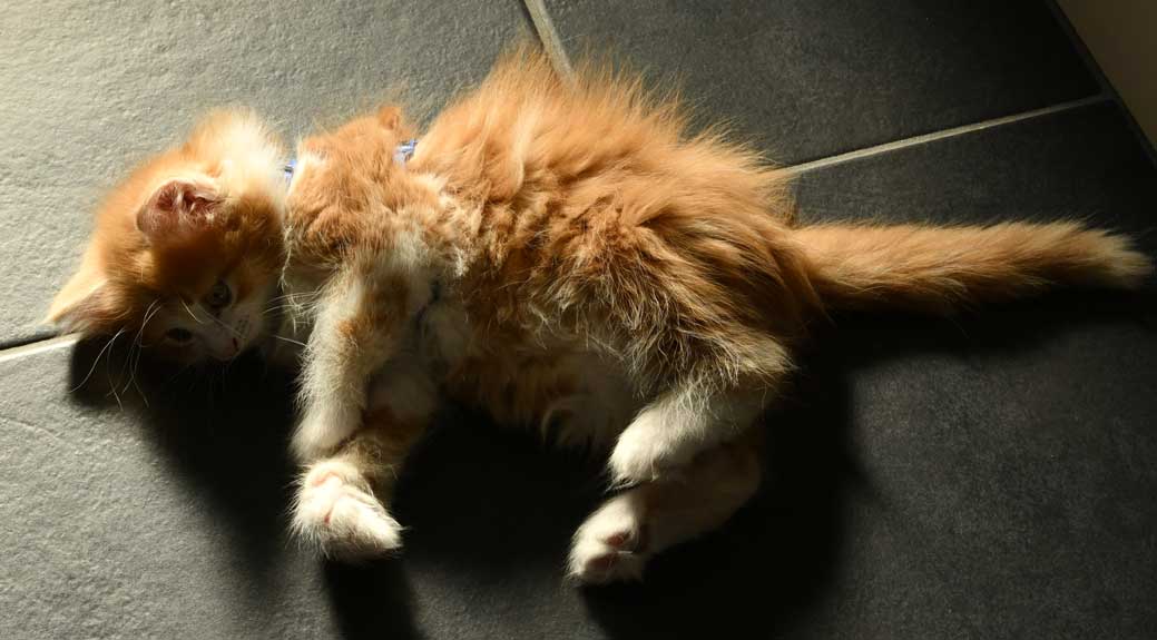 sibirisk kattunge Vivaldi