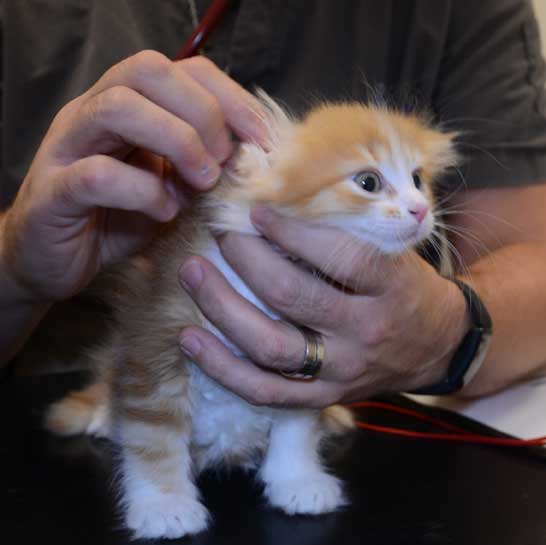 sibirisk kattunge Vivaldi