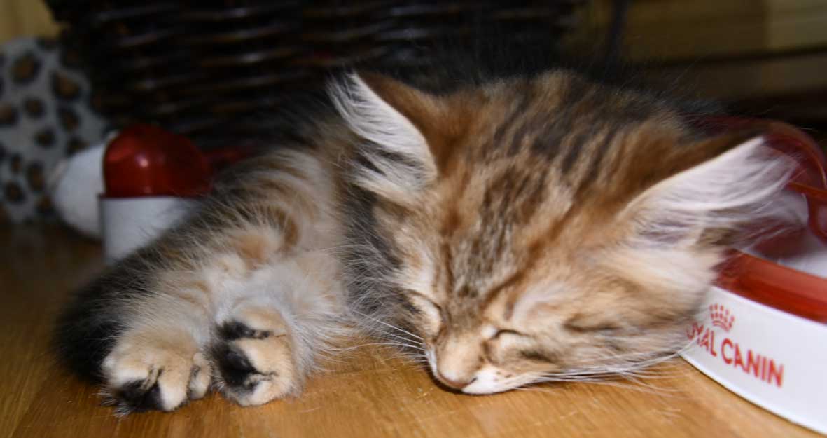 sibirisk kattunge Ul