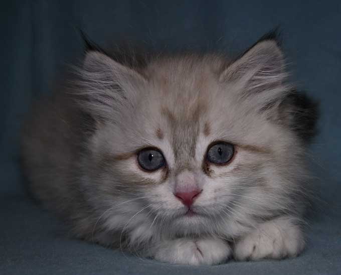 sibirisk kattunge White