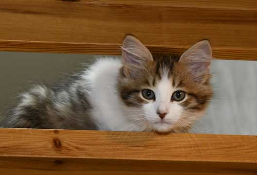 sibirisk kattunge Valina