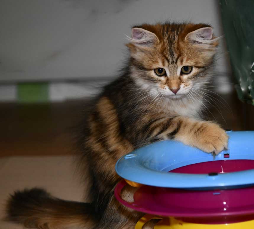 sibirisk kattunge Ul