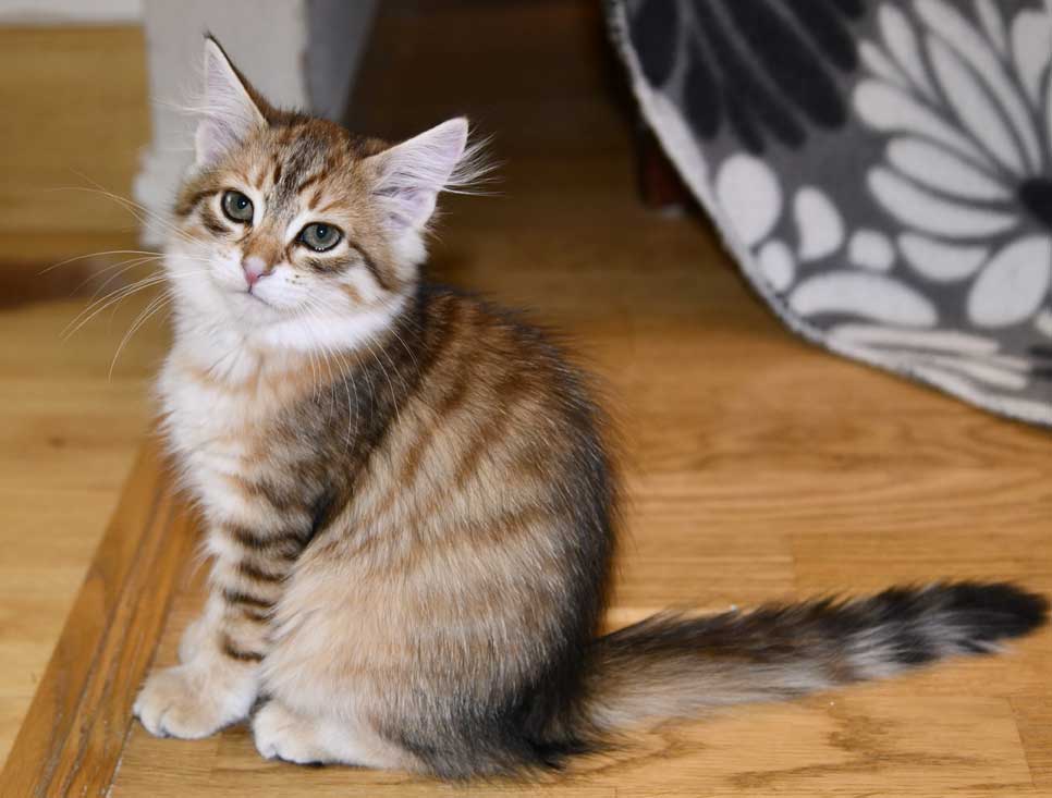 sibirisk katt Ursula