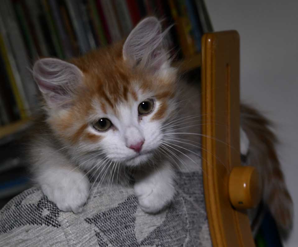 sibirisk katt Ukko