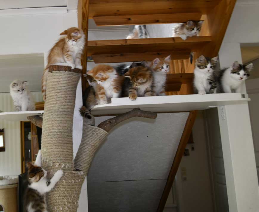 Sibiriska kattungar UuVvWw-kull