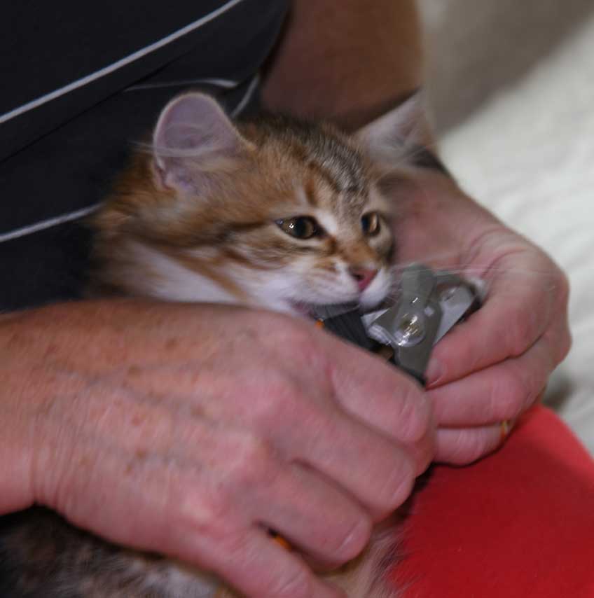 sibirisk kattunge Ul