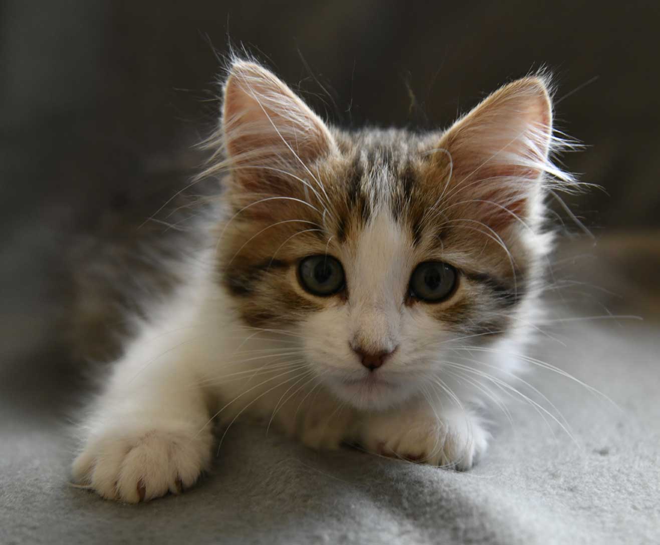 sibirisk kattunge Valina